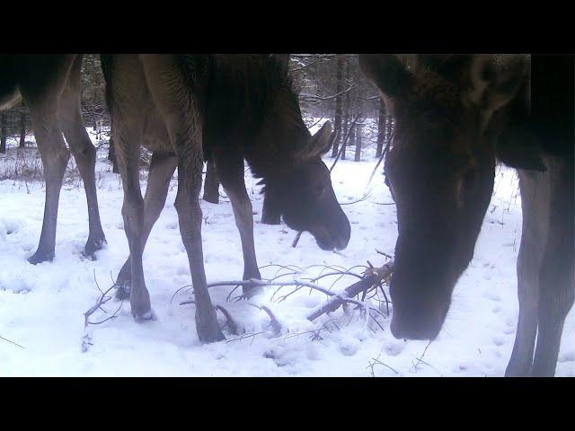 This is what Camera Traps captured in just 14 DAYS in the Winter Forest!