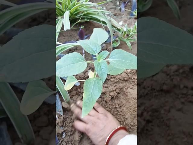 How To Grow Sunflower At Home//सूरजमुखी #shorts #ytshort #homegarding 