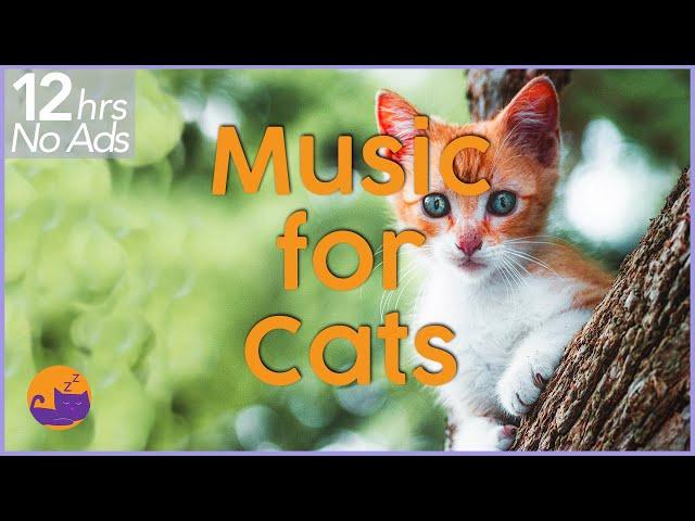 (NO ADS) 12 Hours of Extremely Relaxing Cat Music!