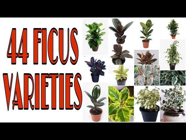 44 MOST BEAUTIFUL FICUS VARIETIES