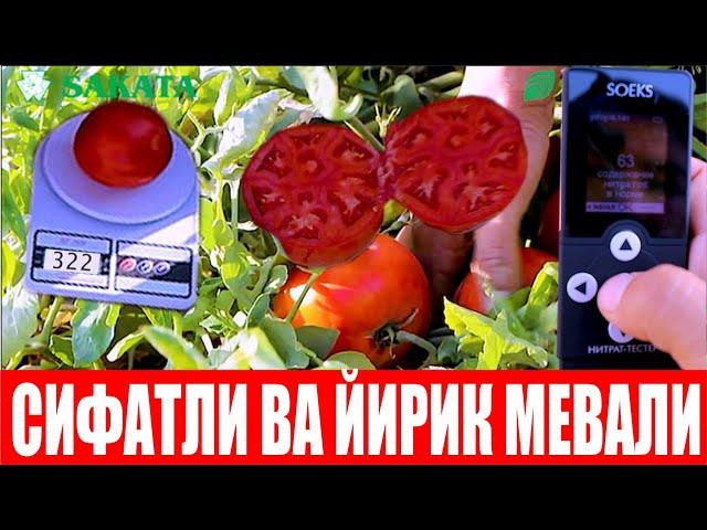 ОЧИҚ ДАЛА УЧУН ЯНГИ ҚИЗИЛ ПОМИДОР ДУРАГАЙИ СЮЗАНА ПЛЮС F1  2-ҚИСМ (Tomato Suzana Plus F1-Sakata)