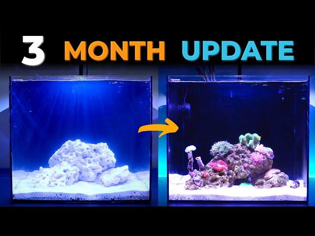 3rd Month - From Beginning to Now - Waterbox Cube 20 | Blue Reef Tank