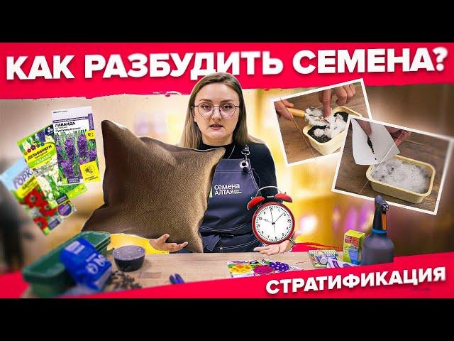 ТРИ СПОСОБА СТРАТИФИКАЦИИ СЕМЯН!