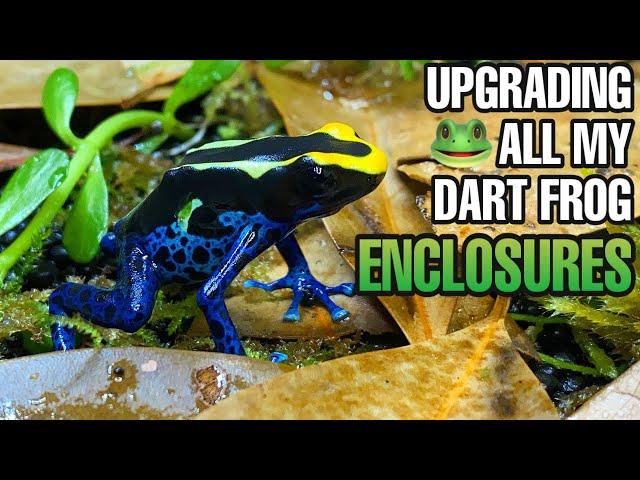 Upgrading ALL of my Poison Dart Frog Vivariums | Exo Terra Frogs & Co