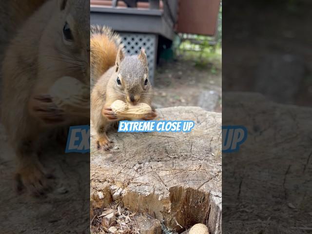 SQUIRREL!! Pt 66 #squirrellove #squirrelvideo #squirrels #squirrel #nomnomnom #babyanimals #cute