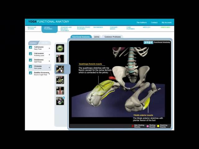 Yoga Functional Anatomy - Demo