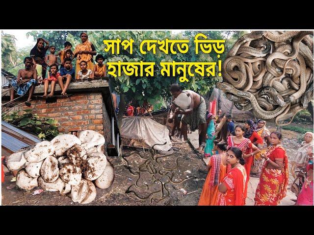 গোটা ঘরে খরিস সাপের বাচ্চারা কিলবিল করে বেড়াচ্ছে! Snake in Room #babysnake @SnakeSaverBrothers