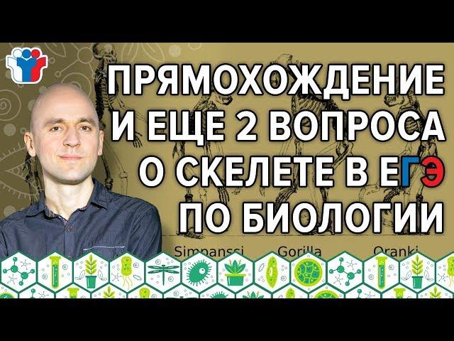 34. Прямохождение и еще 2 вопроса о скелете в ЕГЭ по биологии