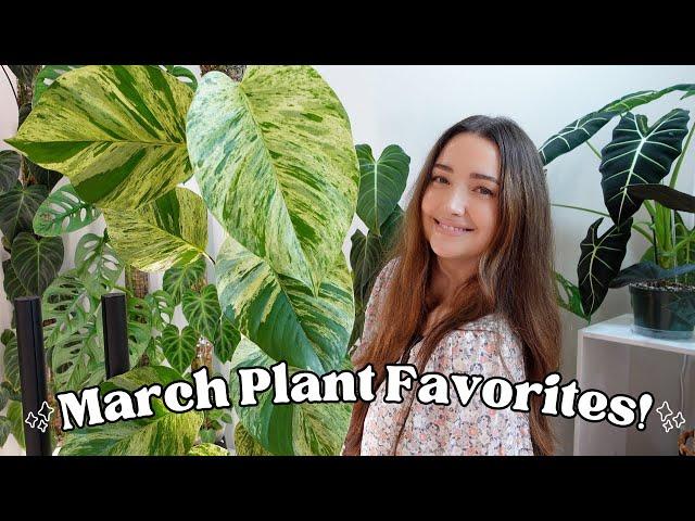 March Plant Favorites! My Top 8 Favorite Plants Right Now!