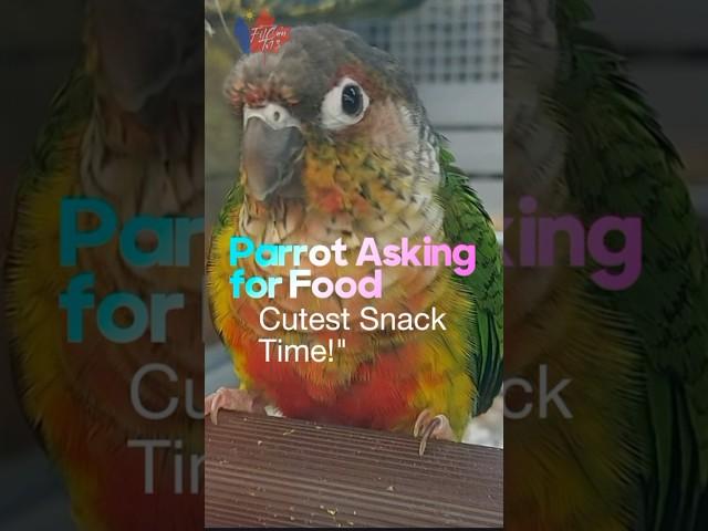 Parrot Asking for Food #YouTube #Video #Viral #Subscribe #Trending #Content #Creators #Entertainment