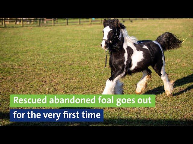 Meet the rescued abandoned foal who is going out for the first time