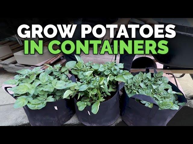 How to Grow Potatoes in Containers: Hilling Up Process Explained