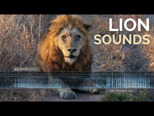 Lion Sounds - Roars & growls from lions at night in Africa