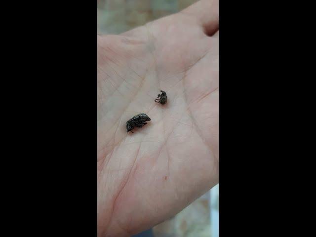 Weevil Beetles Be Gone (Video 1)