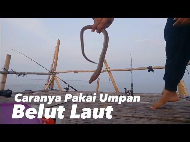 Ternyata begini caranya mancing , pakai umpan belut laut !!! bagan tanjung kait