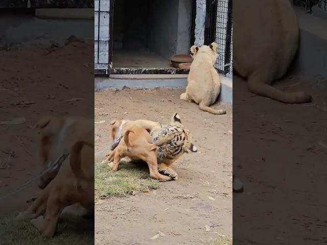 Dog Playing With Tiger | Nouman Hassan |