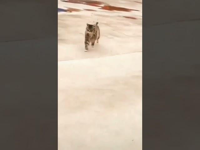 Kucing berjalan dengan gaya