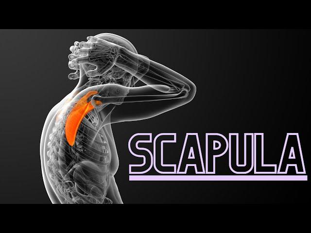 Scapula bone in Gujarati  l Side determination | Attachments | Applied Anatomy