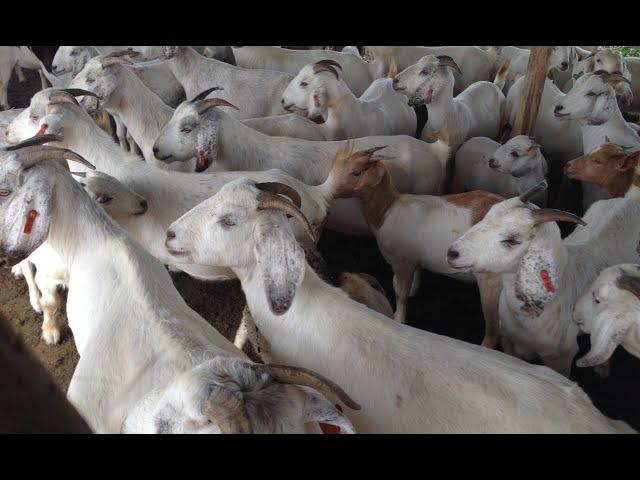 Goats 6: These management strategies will optimize performance of your female goats (Does)