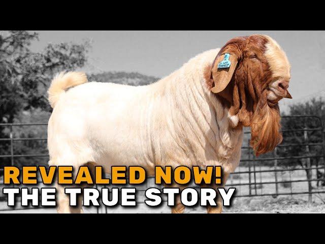 BOER GOATS | History of the - South African Boer Goats