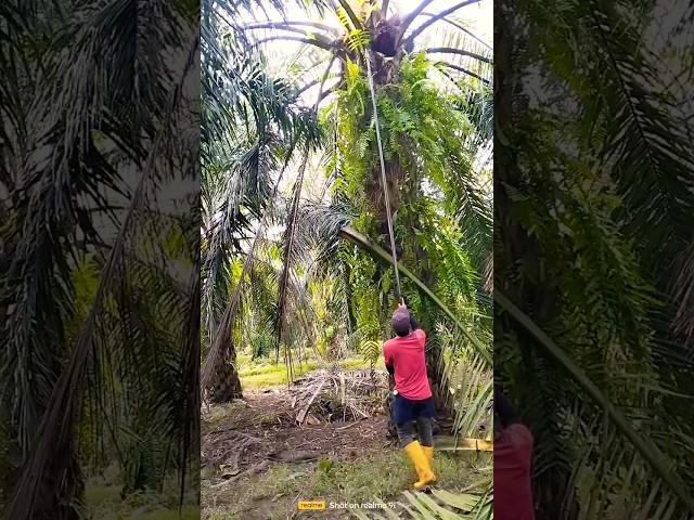 পাম বাগানে সব থেকে কস্টের কাজ হল ফল কাটা দেখুন কি ভাবে ফল কাটা হয়#viral# প্রবাসী #shorts #respect