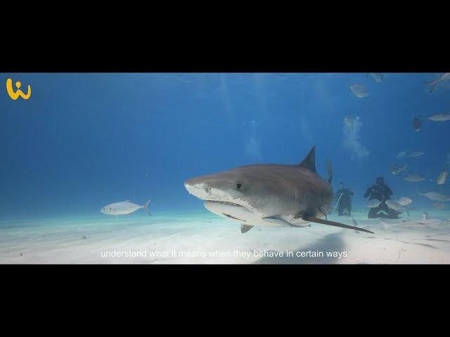 SHARKSCHOOL® Tauchsafari Bahamas mit Dr. Erich Ritter