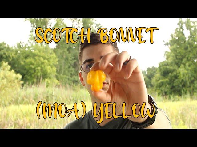 Scotch Bonnet (MOA) Yellow | Pepper Review