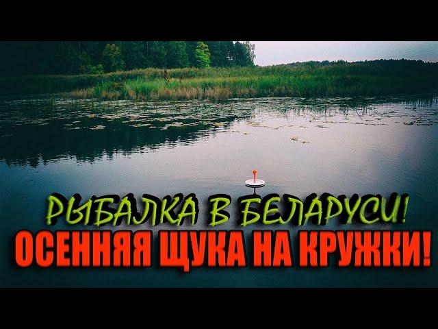 ОСЕННЯЯ ЩУКА режет поводки! Дикие шнурки! Рыбалка на кружки В БЕЛАРУСИ!