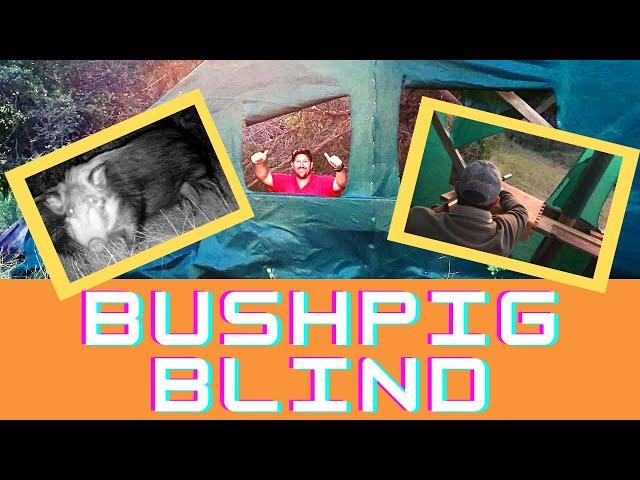 Setting up a Bushpig Blind and the Results