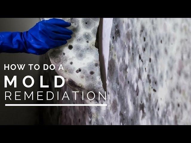 How To Do a Mold Remediation In Your Home