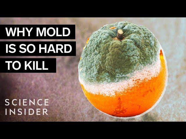Why Mold Is So Hard To Kill