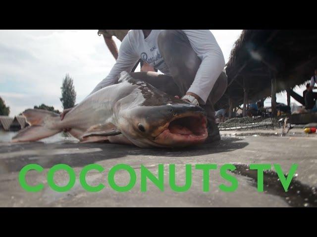 Fishing for the Giant Mekong Catfish with Oz Chanarat | Coconuts TV