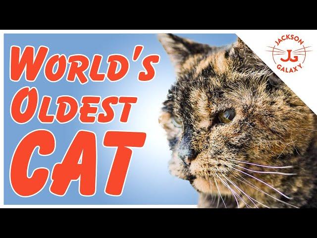 The Oldest Cat? The Loudest Purr? 10 Cat World Records!