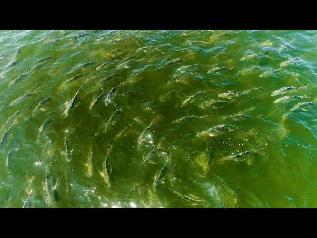 Jack Crevalle Feeding FRENZY (Jetty Fishing)