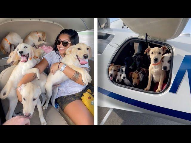 Puppy Passengers Fly Sky High