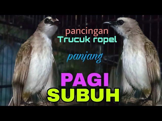 pancingan trucuk ropel panjang cengkok termerdu saat subuh