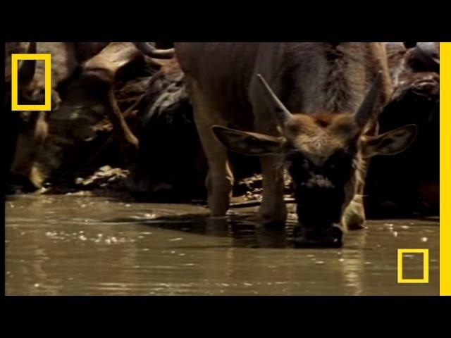 Croc vs. Wildebeest & Gazelle | National Geographic