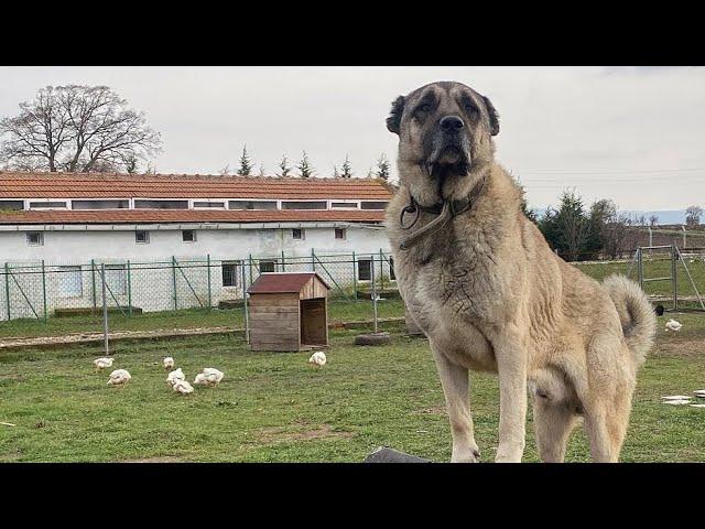 Kangal Ayı Artık Tavuk Ve Güvercinleri Koruyacak