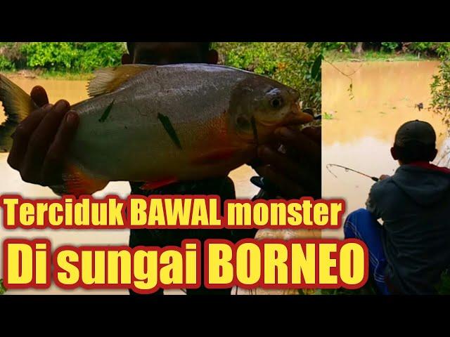 ANEH!!!MANCING DISUNGAI PEDALAMAN KALIMANTAN ADA IKAN BAWAL MONSTERNYA||NUR HABIB FISHING