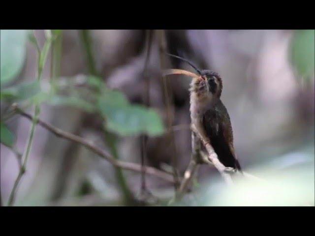 Long billed Hermit - Panama, December 2015