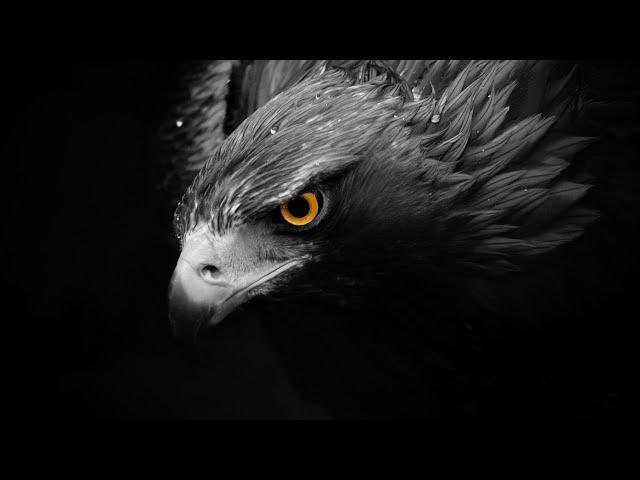 Andrea Signore - Birds Of Prey (Original Mix)