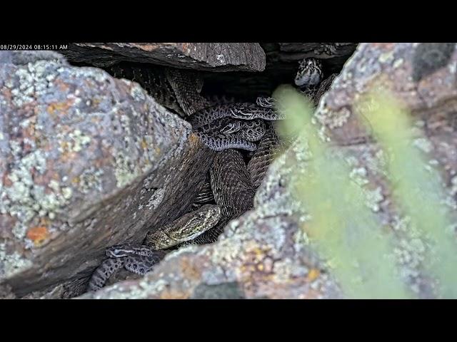 Rattlesnake families waking up in the morning