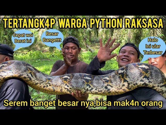 AKHIR NYA ULAR PYTHON RAKSASA PEMAK4N MANUSIA TERTANGKAP DI KEBUN SAWIT