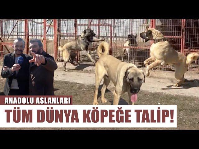 Anadolu Çoban Köpeği Mi Kangal Mı? Tüm Dünya Bu Köpeğin Peşinde! | Anadolu Aslanları