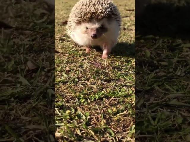 Hedgehog Chaco    #hedgehog #hedgehogs #hedgehog chaco #hedgie #hedgehogsofinstagram