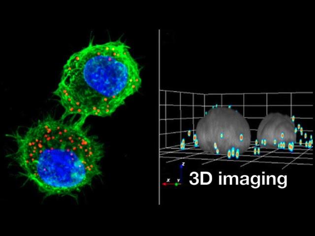 Inserm Workshop on Multidimensional Imaging and quantitative analysis