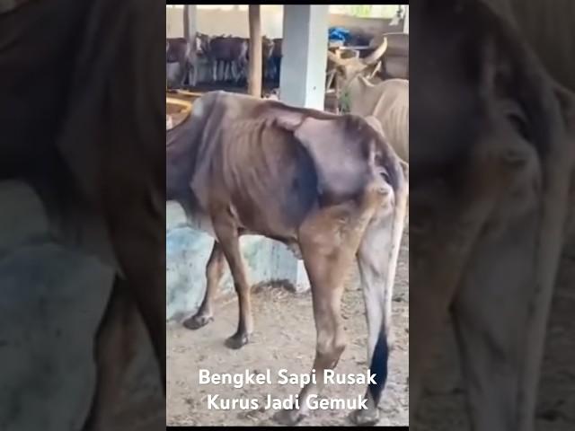 Sapi Kurus Disulap Jadi Gemuk#ariekchannel #shorts