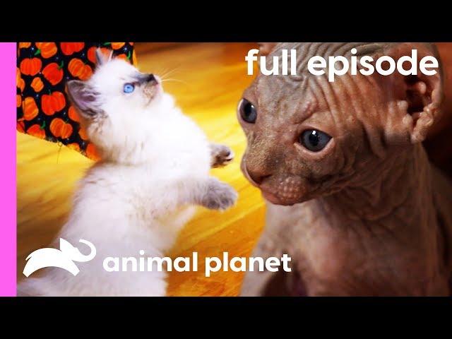 Ragdoll, Burmese, and Sphynx Kittens | Too Cute! (Full Episode)