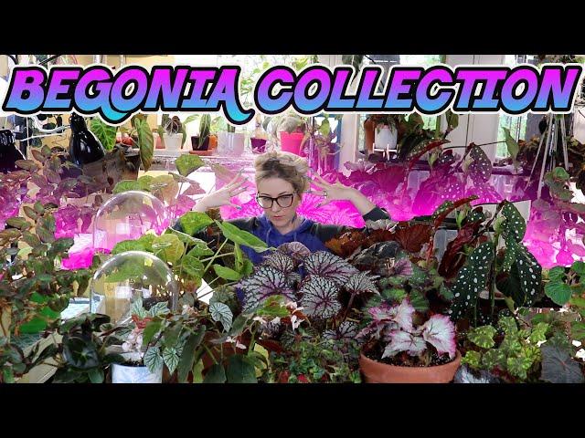 My Indoor Begonia Plant Collection Spring 2020