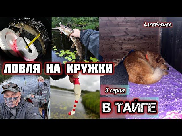 LifeFisher в Тайге. 3 серия. Ловля на кружки. Щука. Судак. Окунь. Рыбалка на неогруженную резину.